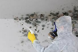  Brookmont, MD Mold Inspection Pros